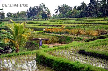 terrazas arroz bali