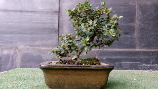 Oliana Bonsai : Cotoneaster +2 -1