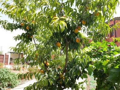 EN PLENA TEMPORADA DE FRUTAS