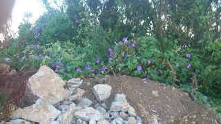 ¿Puntos limpios en Anaga o escombreras- vivero de flora invasora? ¿Puntos limpios en Anaga o escombreras- vivero de flora invasora?