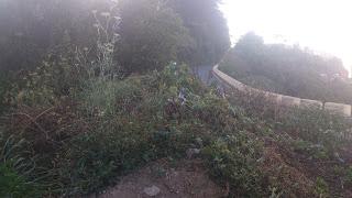 ¿Puntos limpios en Anaga o escombreras- vivero de flora invasora? ¿Puntos limpios en Anaga o escombreras- vivero de flora invasora?