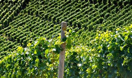 Todo sobre el vino: Conceptos 10ª Parte Todo sobre el vino: Conceptos 10ª Parte