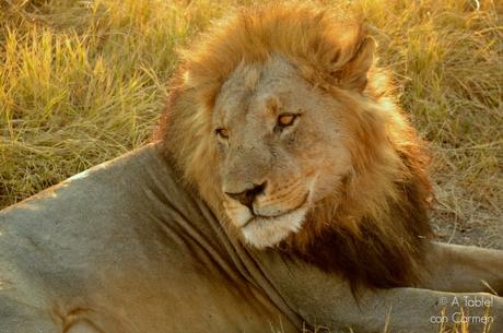 Safari en Botswana