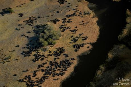 Safari en Botswana