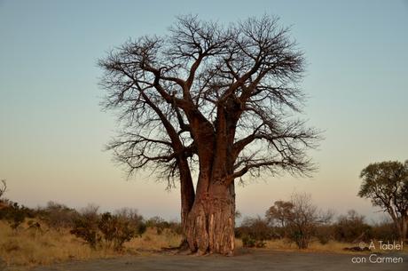 Safari en Botswana