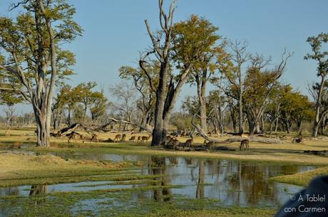 Safari en Botswana