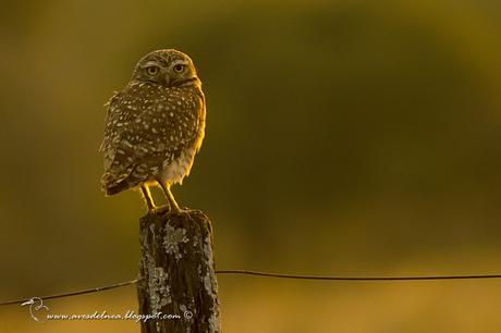 Lechucita vizcachera (Burrowing Owl) Athene cunicularia