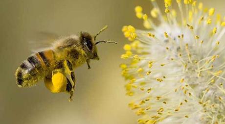 salud-polen-de-abeja