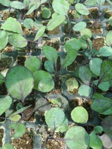 Plantel hortícola libre de químicos. sam_3086