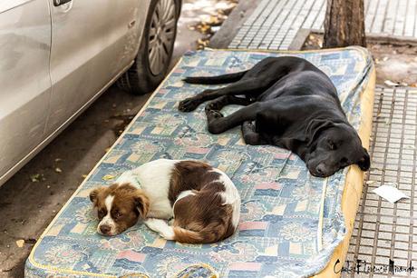 Dos perros durmiendo en un colchón en la vereda.