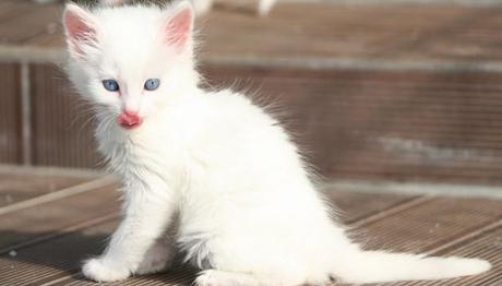 Ivermectina Para Gatos: Conoce Las Ventajas De Este Medicamento Ivermectina para gatos