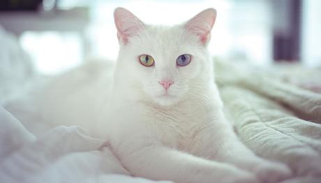 Ivermectina Para Gatos: Conoce Las Ventajas De Este Medicamento los gatos y la ivermectina