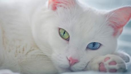 Ivermectina Para Gatos: Conoce Las Ventajas De Este Medicamento la ivermectina en los gatos