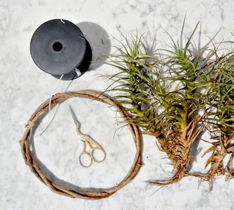 DIY - ADORNO CON PLANTAS AÉREAS