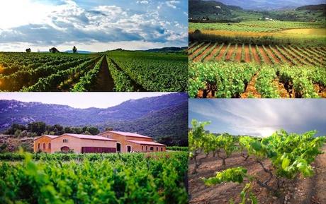 Semana de los Vinos Catalanes en los Hoteles de Barcelona vinos-do-catalunya-vinedos