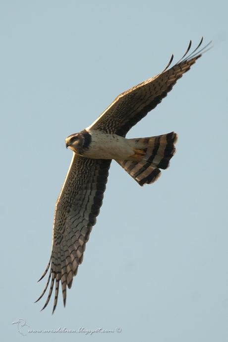 Gavilán planeador (Long-winged Harrier) Circus buffoni