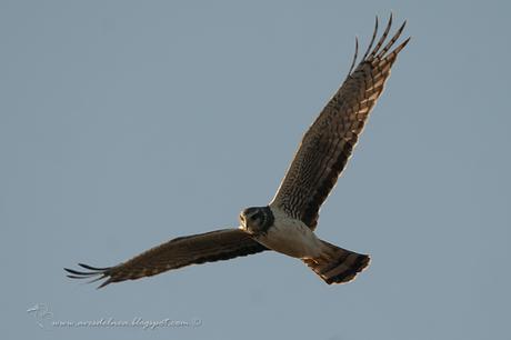 Gavilán planeador (Long-winged Harrier) Circus buffoni