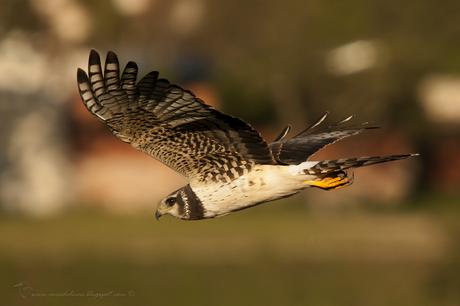 Gavilán planeador (Long-winged Harrier) Circus buffoni