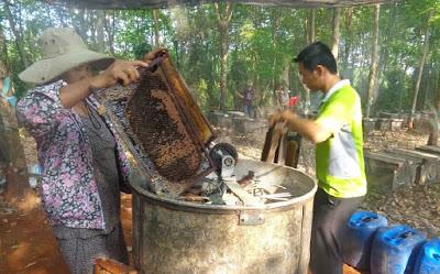 SORPRENDENTES IMÁGENES DE APICULTURA EN VIETNAM - AMAZING PICTURES BEEKEEPING IN VIETNAM