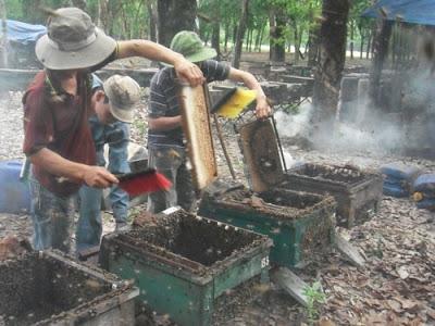 SORPRENDENTES IMÁGENES DE APICULTURA EN VIETNAM - AMAZING PICTURES BEEKEEPING IN VIETNAM