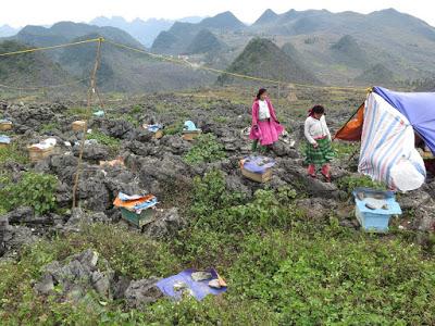 SORPRENDENTES IMÁGENES DE APICULTURA EN VIETNAM - AMAZING PICTURES BEEKEEPING IN VIETNAM