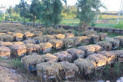 SORPRENDENTES IMÁGENES DE APICULTURA EN VIETNAM - AMAZING PICTURES BEEKEEPING IN VIETNAM