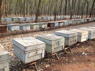 SORPRENDENTES IMÁGENES DE APICULTURA EN VIETNAM - AMAZING PICTURES BEEKEEPING IN VIETNAM