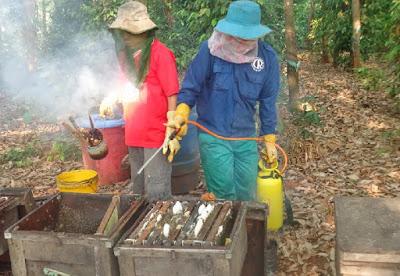 SORPRENDENTES IMÁGENES DE APICULTURA EN VIETNAM - AMAZING PICTURES BEEKEEPING IN VIETNAM