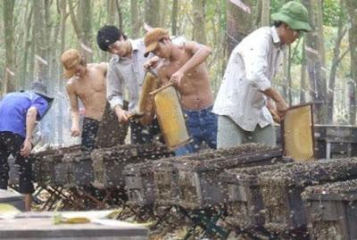 SORPRENDENTES IMÁGENES DE APICULTURA EN VIETNAM - AMAZING PICTURES BEEKEEPING IN VIETNAM