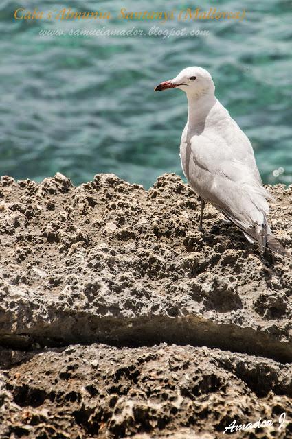 CALA S´ALMUNIA. SANTANYÍ (MALLORCA)