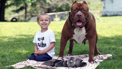 pitbull más grande del mundo pitbull hulk
