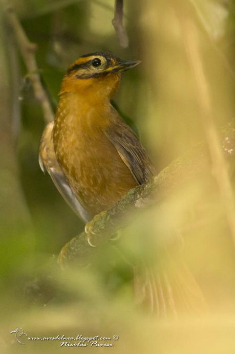 Ticotico cabeza negra (Black capped-Foliage Gleaner) Philydor atricapillus