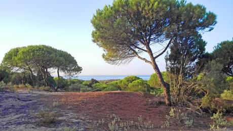 Pequeñas acuarelas del verano