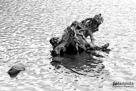 Historia de un viejo árbol - Fotografía artística