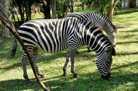 Safari en Botswana, Cataratas Victoria