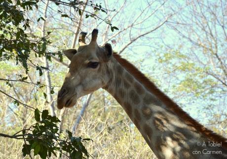 Safari en Botswana, Cataratas Victoria