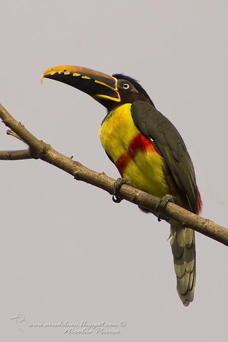 Arasarí fajado (Chestnut-eared Aracari) Pteroglossus castanotis