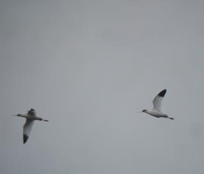 Unas avocetas