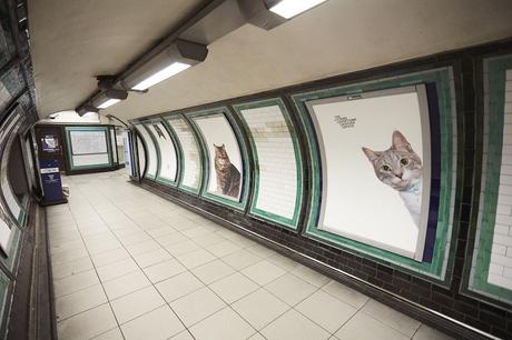 Sustituyen toda la publicidad de una estación de metro londinense por fotos de gatitos Sustituyen toda la publicidad de una estación de metro londinense por fotos de gatitos