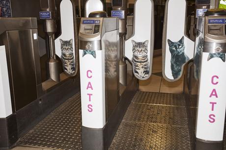 Sustituyen toda la publicidad de una estación de metro londinense por fotos de gatitos Sustituyen toda la publicidad de una estación de metro londinense por fotos de gatitos