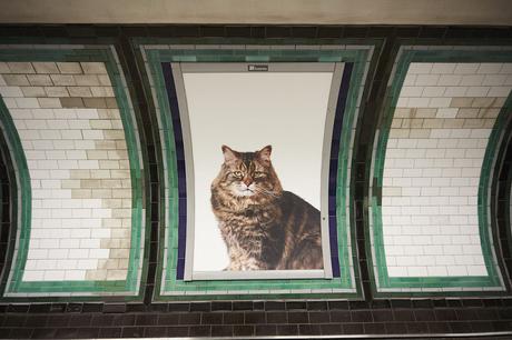 Sustituyen toda la publicidad de una estación de metro londinense por fotos de gatitos Sustituyen toda la publicidad de una estación de metro londinense por fotos de gatitos