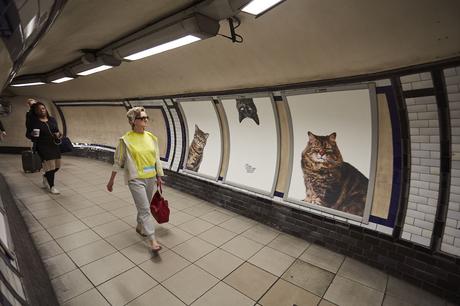 Sustituyen toda la publicidad de una estación de metro londinense por fotos de gatitos Sustituyen toda la publicidad de una estación de metro londinense por fotos de gatitos