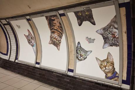 Sustituyen toda la publicidad de una estación de metro londinense por fotos de gatitos Sustituyen toda la publicidad de una estación de metro londinense por fotos de gatitos