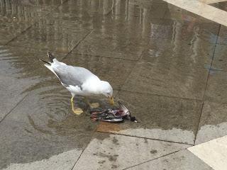 CRÓNICA CARROÑERAPor AzulencaFoto hecha en la Plaza de Sa...