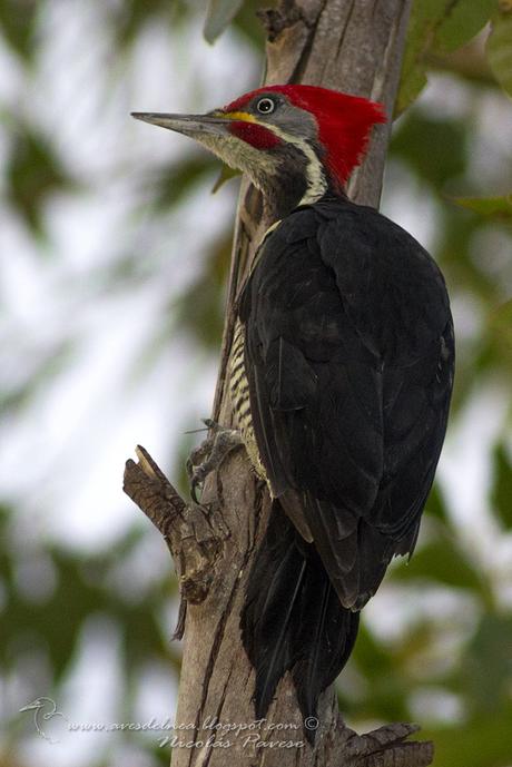 Carpintero garganta estriada (Lineated Woodpecker) Dryocopus lineatus