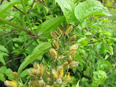 Visita un sitio mágico Visita un sitio mágico