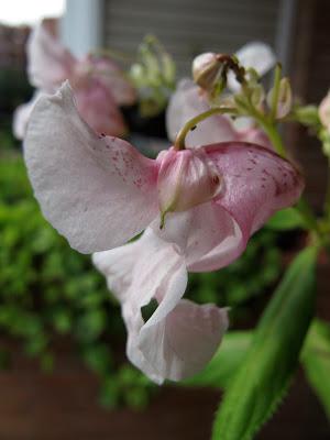 Impaciencia Impaciencia