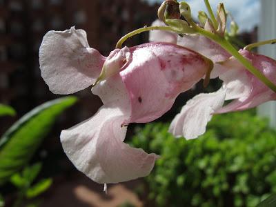 Impaciencia Impaciencia