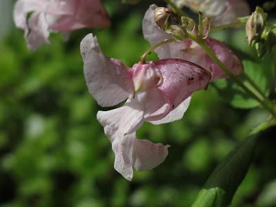 Impaciencia Impaciencia