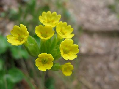 Primuláceas Primuláceas